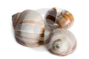Shell gastropod mollusk Cryptonatica janthostoma