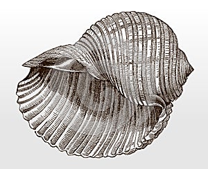 Shell of the giant tun, tonna galea