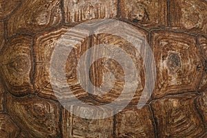 The shell of a giant turtle, close-up. Background texture and carapace pattern. Turtle shell texture details