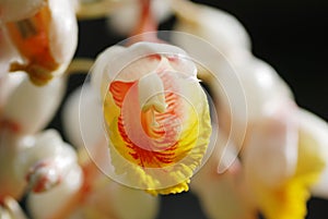 Shell giner flower photo