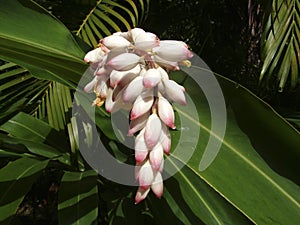 Shell Ginger (Alpinia zerumbet)