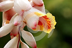 Shell Ginger flower