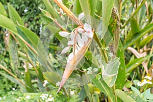 Shell Ginger flower