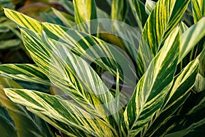 Shell ginger plant tropical foliage flora decorative ornamental striped vibrant