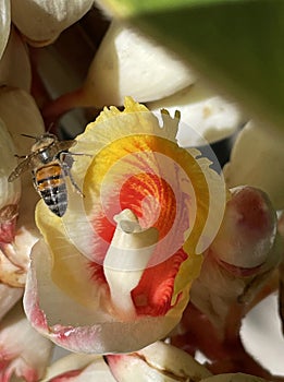 Shell ginger with visitor