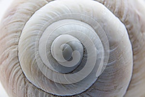 Shell of a grape snail close-up.