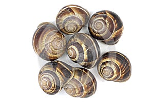 Shell grape snails isolated