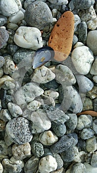 A shell on the grit beach