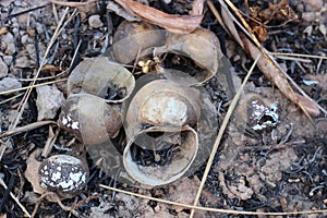 Shell on the ground