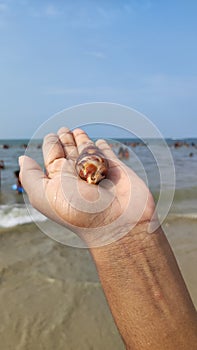 Shell on Hand Blue sky and beach background