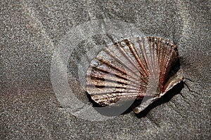 Shell