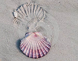 Shell imprint.