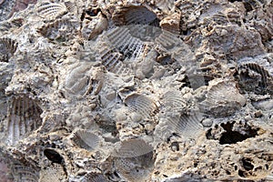 shell imprints in stone, fossil
