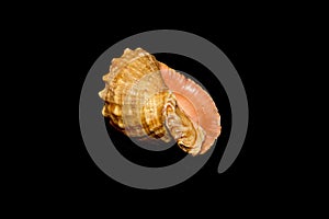 shell isolated on black background