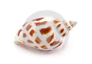 Shell isolated on white