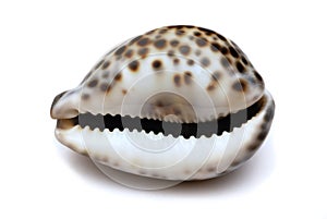 Shell isolated on white photo