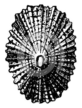 Shell of Keyhole Limpet, vintage illustration photo