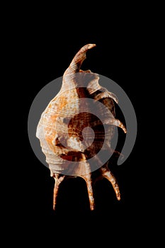 Shell - Lambis lambis adamii