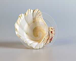 Shell of a large sea mollusk Tridacna gigas on a white background