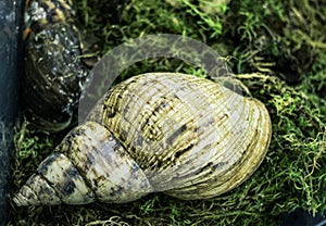 The shell of the large snail akhatina among the moss