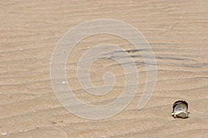 Shell laying on a desserted beach photo