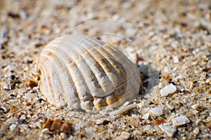 The shell lies on the sandy seashore close-up