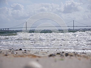 A shell lying on a beautiful beach