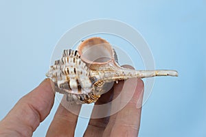 The shell of a marine mollusk Murex haustellum