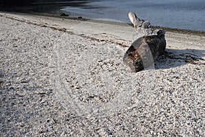 The shell midden beach at Montague harbour on Galiano Island