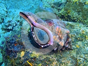 Shell of mollusc