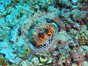 Shell mollusc