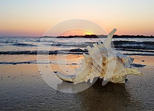 Shell Murex on the Beach Sunset