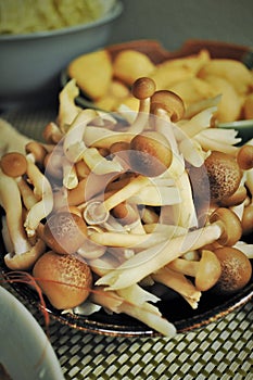 Shell Mushroom