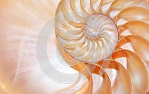 shell Nautilus Fibonacci turning golden ratio number shell  sequence natural background half slice section