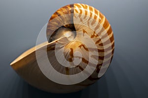 Shell of the nautilus. is a pelagic marine mollusc of the cephalopod family Nautilidae