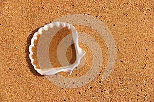 Shell on orange beachsand