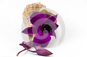 Shell and Orchid