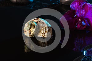 Shell with orchids