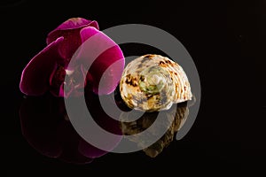 Shell with orchids