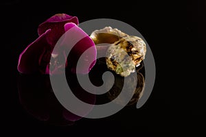 Shell with orchids