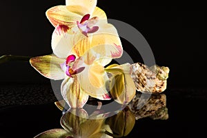 Shell with orchids