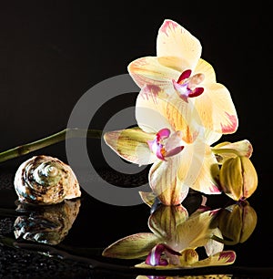 Shell with orchids