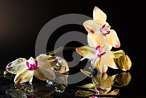 Shell with orchids