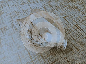 Shell ornament in closeup