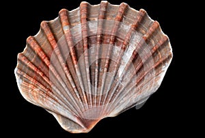 Shell over black background