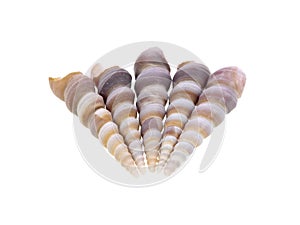 Shell pack of 5