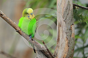 Shell parakeet