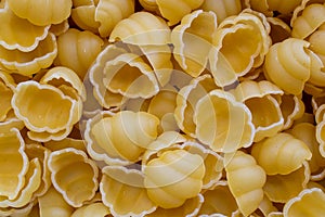shell pasta, macro photo on tapete photo