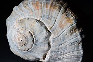 Shell pattern