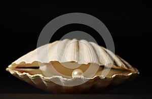 Shell with Pearl